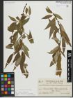 Foto von Salix alba L. x Salix fragilis L.